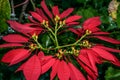 Blood Red Euphorbia pulcherrima centred