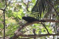 The blood red eyed Asian Koel