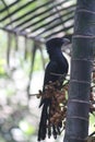 The blood red eyed Asian Koel