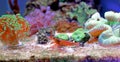Peppermint Monaco Shrimp - lysmata seticaudata
