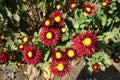 Blood red flowers of semidouble Chrysanthemums Royalty Free Stock Photo