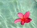 Blood Red Frangipani in water Royalty Free Stock Photo
