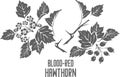 Blood red hawthorn silhouette vector illustration
