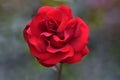 Blood Red Interama Rose Flower 03 Royalty Free Stock Photo