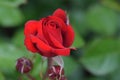 Blood Red Interama Rose Flower 03 Royalty Free Stock Photo