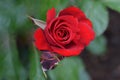 Blood Red Interama Rosebud Flower Royalty Free Stock Photo