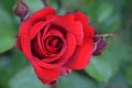 Blood Red Interama Rosebud Flower 04 Royalty Free Stock Photo