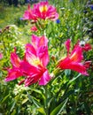 Blood red iris garden flowers nature artistic closeup Royalty Free Stock Photo