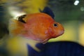 Blood Red Parrot Cichlid Royalty Free Stock Photo