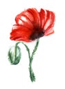 Blood-red poppy flower on black stalk isolated on white background with red and black paint spots. Watercolor hand drawn Royalty Free Stock Photo
