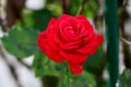 Blood red rose with beautiful multi layered thick petals fully open and blooming in local garden surrounded with dark green leaves