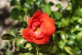 Blood Red Rose type flower