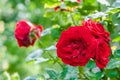 Blood red roses in the garden plant cultivation horticulture bunch of flowers