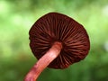 The blood red webcap Cortinarius sanguineus Royalty Free Stock Photo