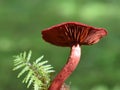 The blood red webcap Cortinarius sanguineus Royalty Free Stock Photo