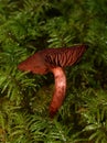 The blood red webcap Cortinarius sanguineus Royalty Free Stock Photo