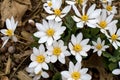 Blood Root blooming in the early morning.