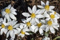 Blood Root blooming in the early morning sun