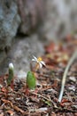 Blood root flower