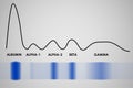 Blood serum protein electrophoresis