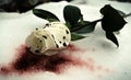 Blood Snow Rose Royalty Free Stock Photo