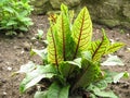 Blood sorrel, Rumex sanguineus Royalty Free Stock Photo