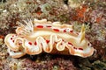 Blood Spot Nudibranch, Ardeadoris cruenta