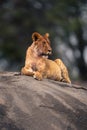 Blood-stained lioness lies on kopje turning head