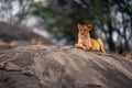 Blood-stained lioness lies on rock near trees