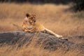 Blood-stained lioness lies on rock turning head