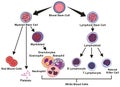 Blood stem cell types infographic diagram Royalty Free Stock Photo