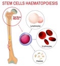 Blood stem cells haematopoiesis Royalty Free Stock Photo