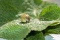 One thick tick - soaked with blood on a green leaf