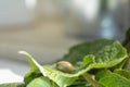 One tick - soaked with blood on a green leaf