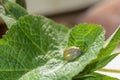 A thick tick - soaked with blood in  green  nature Royalty Free Stock Photo