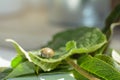 A tick - soaked with blood on a green leaf