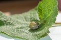 Tick - soaked with blood on leaf