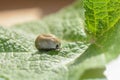 Big  tick - soaked with blood Royalty Free Stock Photo