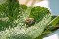 A thick tick - soaked with blood on a leaf