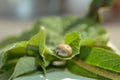 A very thick tick - soaked with blood on a green leaf