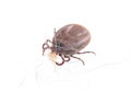 Blood sucking insect mite on white background Royalty Free Stock Photo
