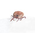 Blood sucking insect mite on white background Royalty Free Stock Photo
