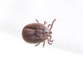 Blood sucking insect mite on white background Royalty Free Stock Photo