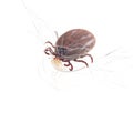 Blood sucking insect mite on white background Royalty Free Stock Photo