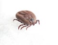 Blood sucking insect mite on white background Royalty Free Stock Photo