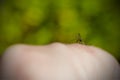 Blood Sucking Mosquito