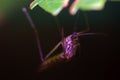 blood-sucking mosquito macro Royalty Free Stock Photo