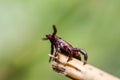 Blood sucking ticks in high grass on the season meadow