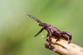 Blood sucking ticks in high grass on the season meadows