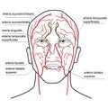 Blood supply of the head.